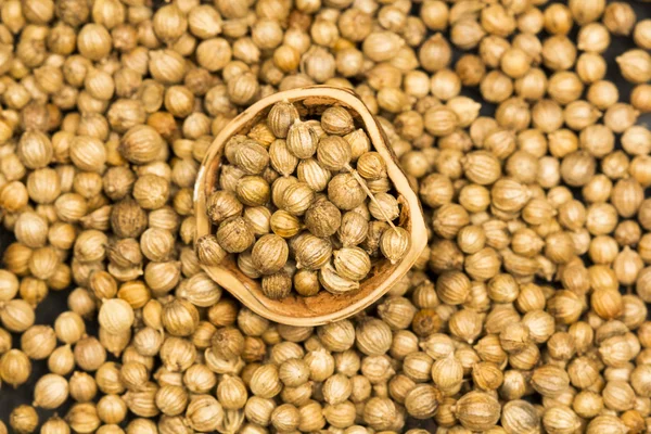 Coriander seeds — Stock Photo, Image