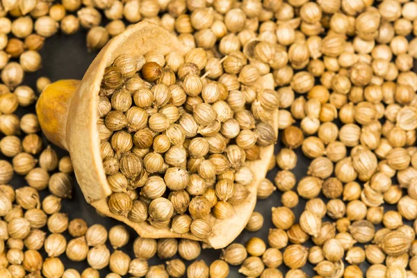 Coriander seeds — Stock Photo, Image