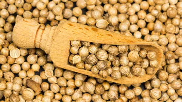 Coriander seeds — Stock Photo, Image