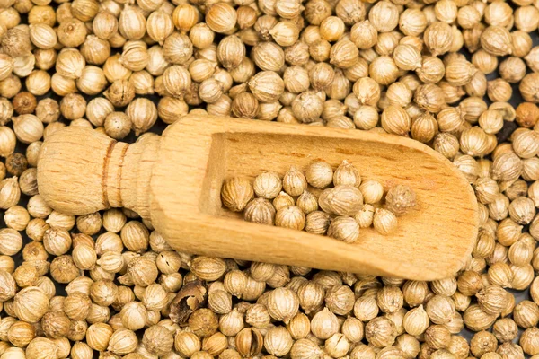 Coriander seeds — Stock Photo, Image