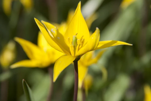 Gul wild tulip (bieberstein tulip) i sin naturliga miljö — Stockfoto