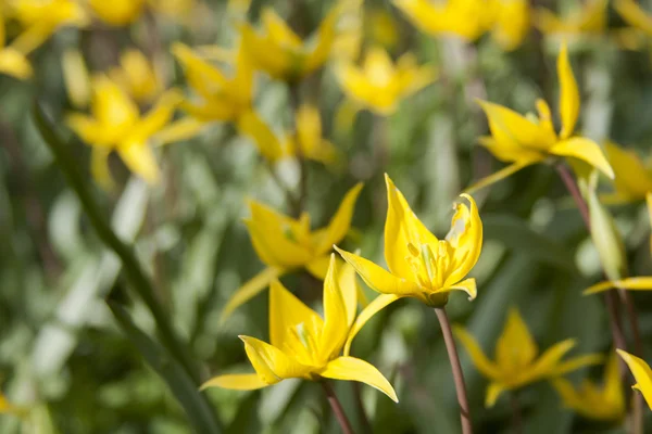 Tulipa amarela selvagem (Bieberstein Tulip) no seu habitat natural — Fotografia de Stock