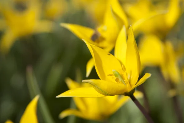 Gul wild tulip (bieberstein tulip) i sin naturliga miljö — Stockfoto
