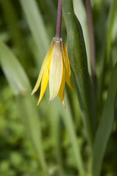 Żółty tulipan dziki (bieberstein tulipan) w jego naturalnym środowisku — Zdjęcie stockowe