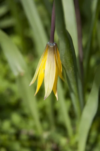 Gul wild tulip (bieberstein tulip) i sin naturliga miljö — Stockfoto