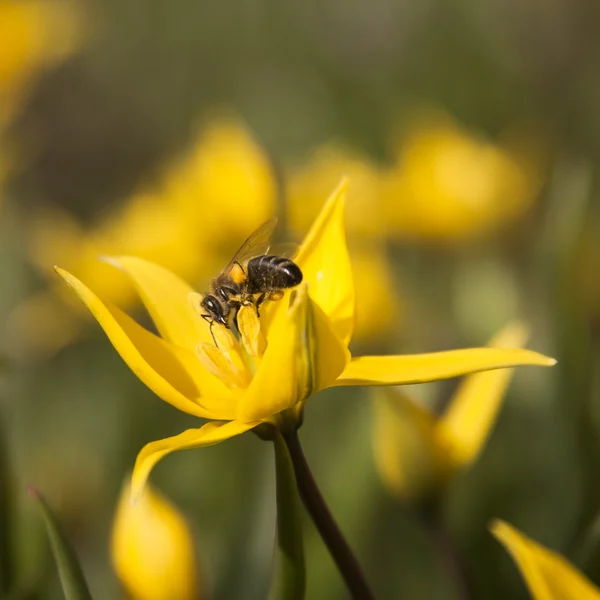 A természetes élőhelye sárga vad tulip (bieberstein tulipán) — Stock Fotó