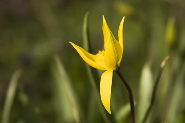 Tulipa amarela selvagem (Bieberstein Tulip) no seu habitat natural — Fotografia de Stock