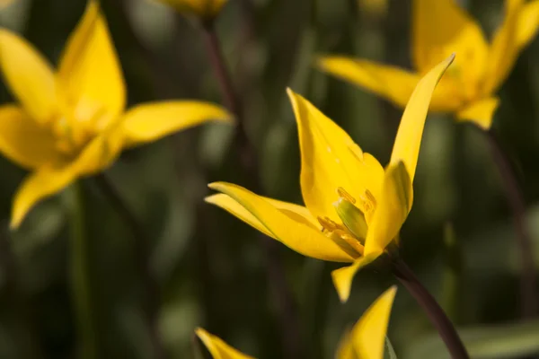 Yellow wild tulip (Bieberstein Tulip) in its natural habitat — Stock Photo, Image