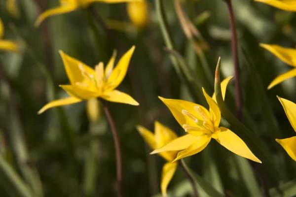 Tulipa amarela selvagem (Bieberstein Tulip) no seu habitat natural — Fotografia de Stock