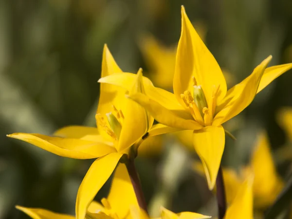 Gul wild tulip (bieberstein tulip) i sin naturliga miljö — Stockfoto