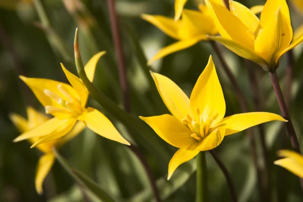 Gul wild tulip (bieberstein tulip) i sin naturliga miljö — Stockfoto