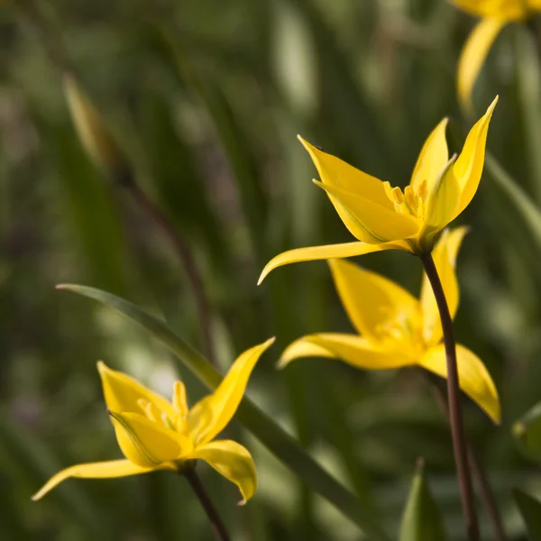 Tulipa amarela selvagem (Bieberstein Tulip) no seu habitat natural — Fotografia de Stock