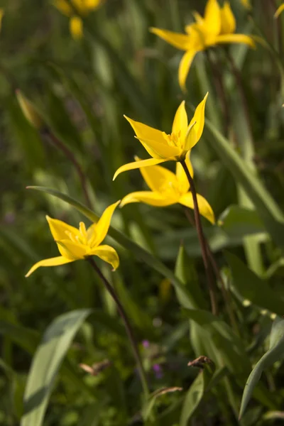 Tulipe sauvage jaune (tulipe Bieberstein) dans son habitat naturel — Photo