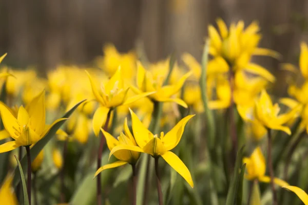 Tulipa amarela selvagem (Bieberstein Tulip) no seu habitat natural — Fotografia de Stock