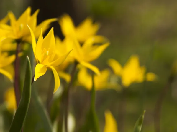 Gul wild tulip (bieberstein tulip) i sin naturliga miljö — Stockfoto