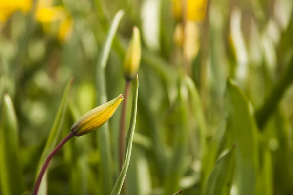 Tulipe sauvage jaune (tulipe Bieberstein) dans son habitat naturel — Photo