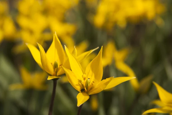 Gul wild tulip (bieberstein tulip) i sin naturliga miljö — Stockfoto