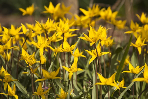 Divoké Tulipán žlutý (bieberstein Tulipán) v jeho přirozeném prostředí — Stock fotografie