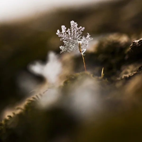 Snowflake — Stock Photo, Image