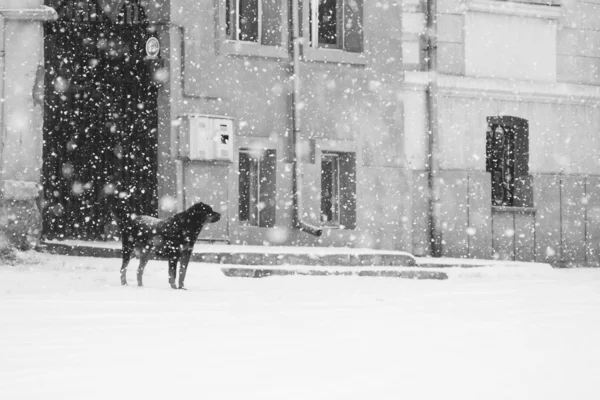 Neve e cão — Fotografia de Stock