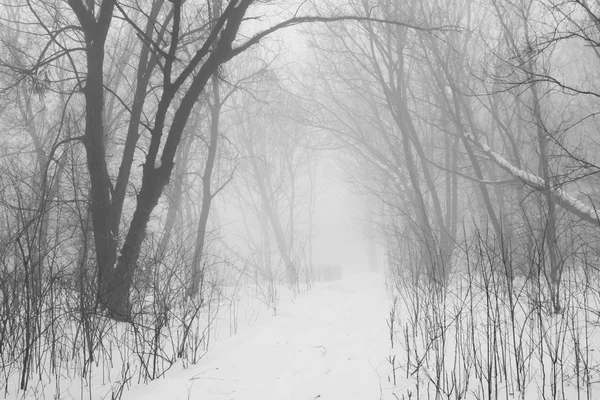 Sněží, krajina v parku — Stock fotografie