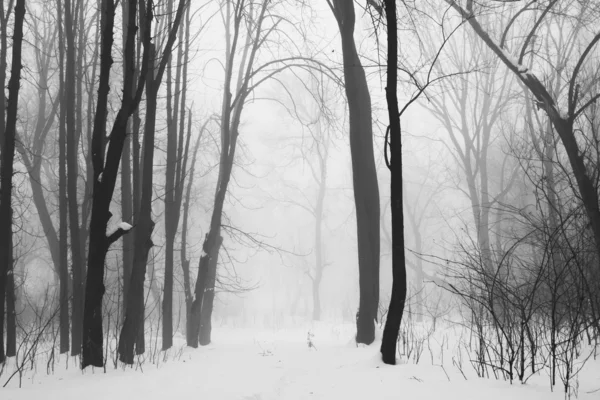 Snowing landscape in the park — Stock Photo, Image