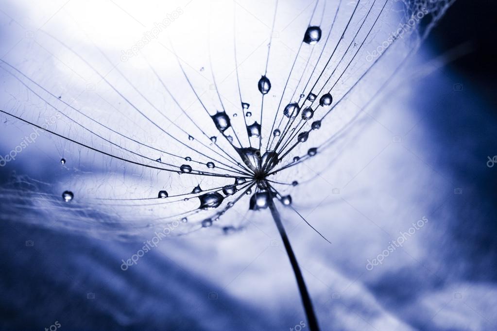 Macro, abstract composition with colorful water drops on dandelion seeds