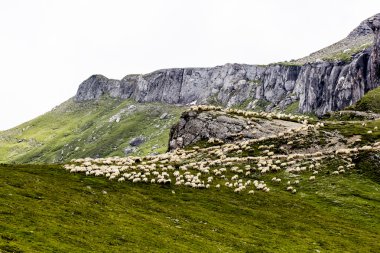 bucegi Dağları, Güney Karpatlar Romanya'da bir parçası koyun ile peyzaj
