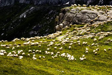 bucegi Dağları, Güney Karpatlar Romanya'da bir parçası koyun ile peyzaj