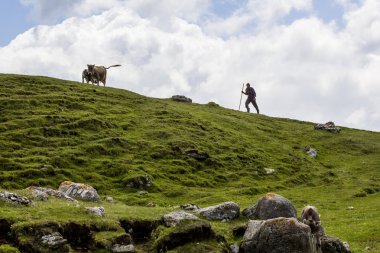 İnekler bucegi Dağları, Güney Karpatlar Romanya'da bir parçası ile peyzaj