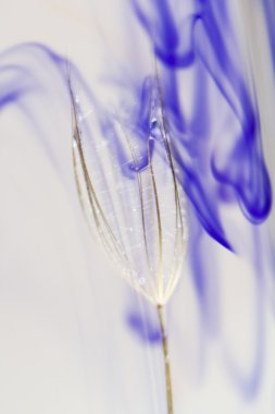 soyut, renkli mürekkep şekillerini karahindiba tohum