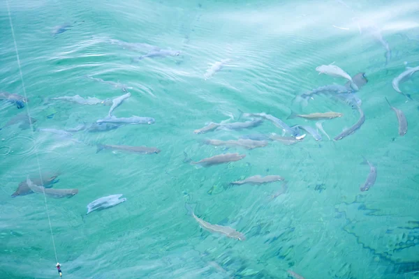 Poissons nageant à la surface de la mer pour les morceaux de pain des touristes - texture de l'eau avec des poissons - mer Égée — Photo