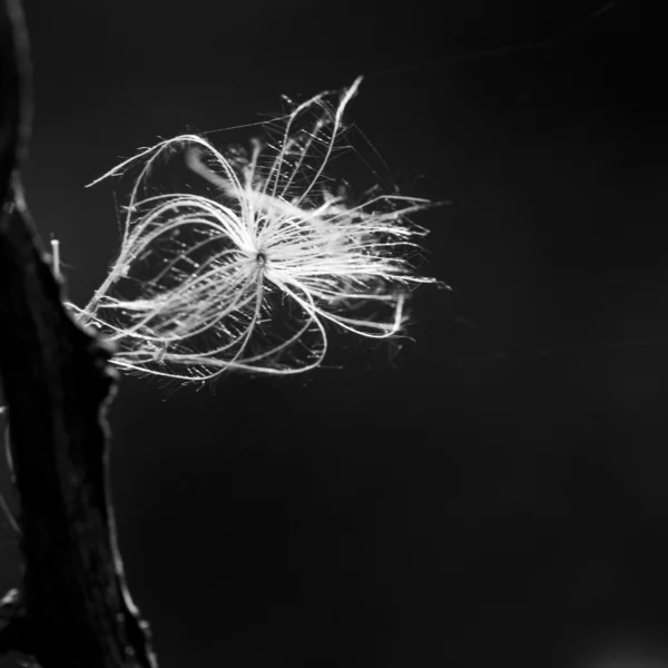 민들레 씨앗 — 스톡 사진