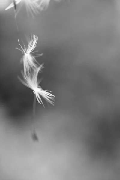 Dandelion seeds — Stock Photo, Image