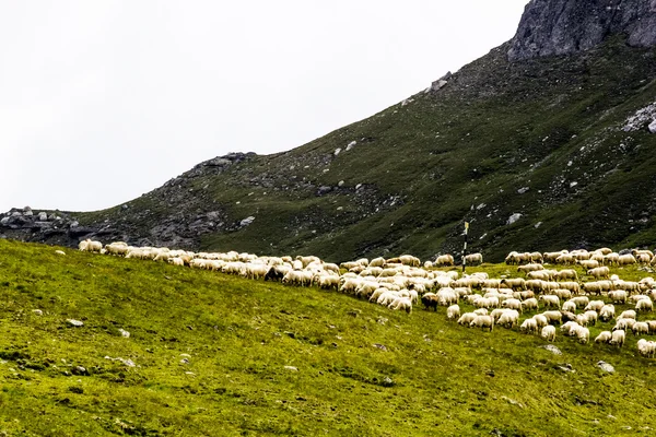 Paisaje con ovejas de las montañas Bucegi, parte de los Cárpatos del Sur en Rumania —  Fotos de Stock