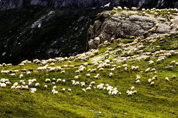 Paesaggio con pecore provenienti dai monti Bucegi, parte dei Carpazi meridionali in Romania — Foto Stock