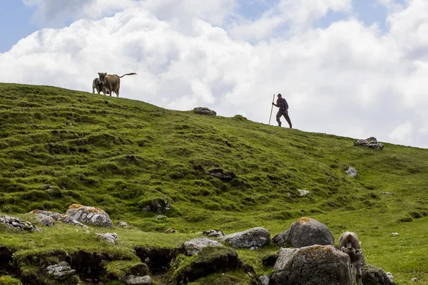 Paisaje con vacas de las montañas Bucegi, parte de los Cárpatos del Sur en Rumania —  Fotos de Stock