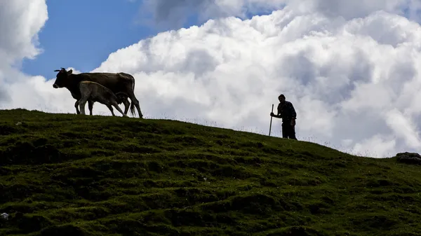 Paisaje con vacas de las montañas Bucegi, parte de los Cárpatos del Sur en Rumania —  Fotos de Stock