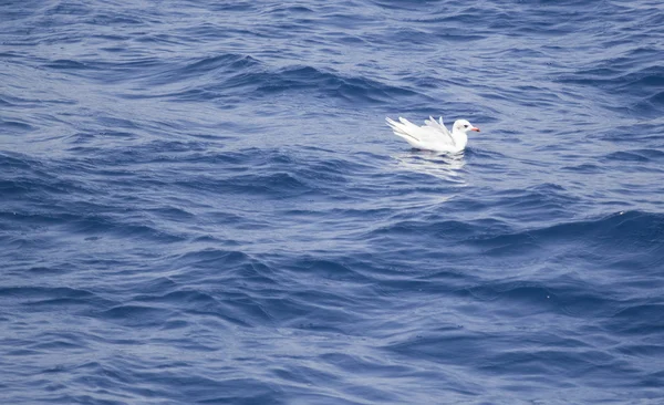 Прекрасная чайка над синим морем — стоковое фото
