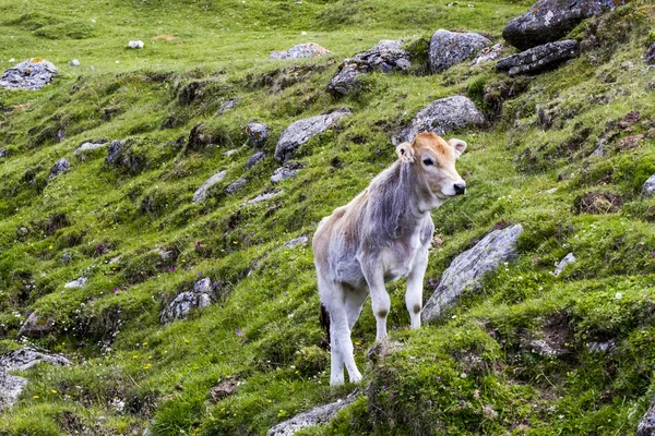 Landscape with cows from Bucegi Mountains, part of Southern Carpathians in Romania — Stock Photo, Image