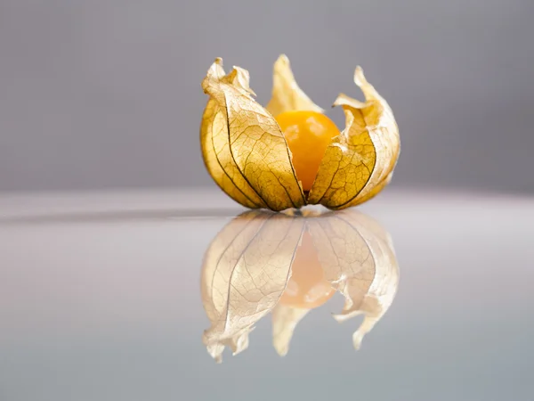 Närbild av physalis hjärtglykosider frukter med ljus grå bakgrund och reflexioner — Stockfoto