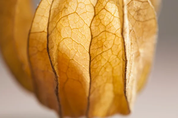 Closeup of Physalis peruviana fruits with light grey background and reflexions — Stock Photo, Image