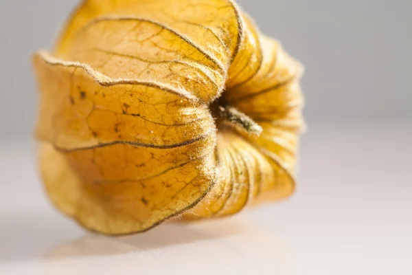 Physalis peruviana meyve ile açık gri renkli ve yenilgileri closeup — Stok fotoğraf