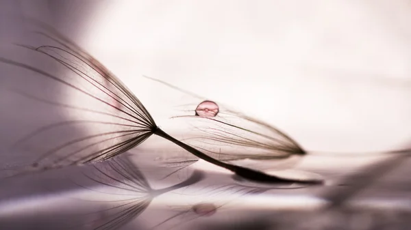 Macro, abstract composition with colorful water drops on dandelion seeds — Stock Photo, Image