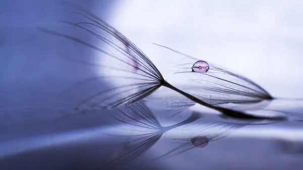 Macro, composición abstracta con gotas de agua de colores en las semillas de diente de león —  Fotos de Stock