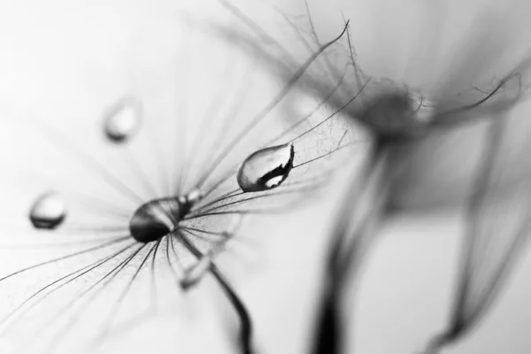 Blanco y negro, macro, composición abstracta con gotas de agua en semillas de diente de león — Foto de Stock