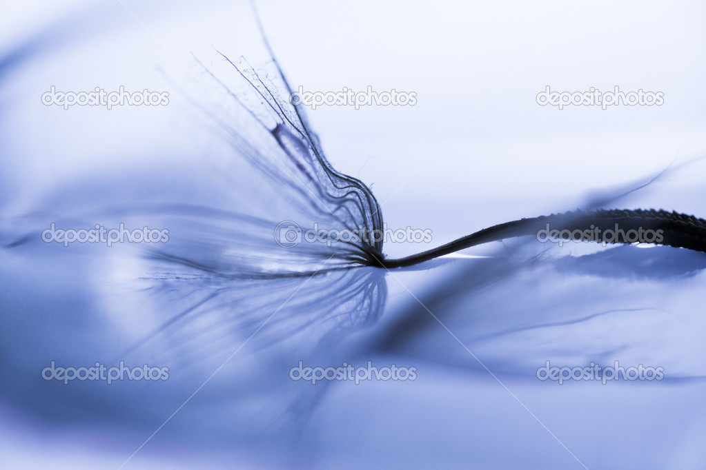 Macro, abstract composition with colorful water drops on dandelion seeds