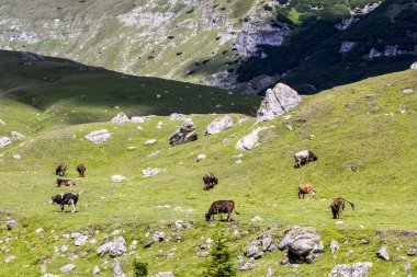 İnekler bucegi Dağları, Güney Karpatlar Romanya'da bir parçası ile peyzaj