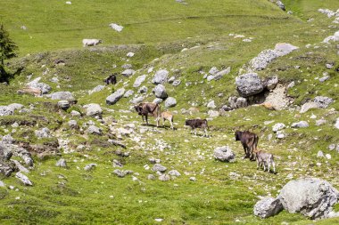 İnekler bucegi Dağları, Güney Karpatlar Romanya'da bir parçası ile peyzaj