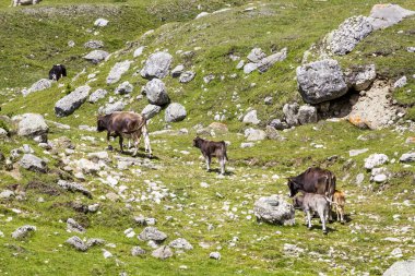 İnekler bucegi Dağları, Güney Karpatlar Romanya'da bir parçası ile peyzaj